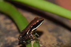 Epipedobates boulengeri