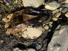 Laminaria digitata