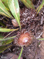 Protea scolopendriifolia