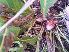 Protea scolopendriifolia