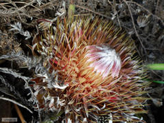 Protea scolopendriifolia
