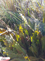 Protea scolopendriifolia