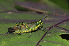 Chromacris psittacus