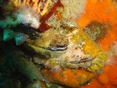 Choromytilus meridionalis