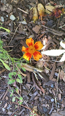 Tagetes lunulata