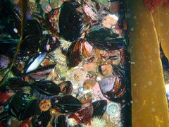 Choromytilus meridionalis