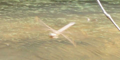 Boyeria vinosa