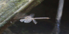 Boyeria vinosa