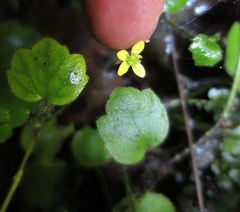 Ranunculus membranifolius