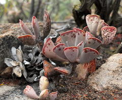 Adromischus triflorus