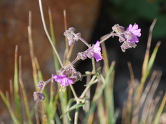 Mirabilis melanotricha