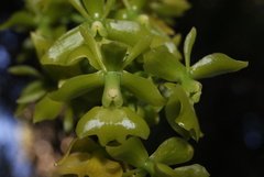 Epidendrum incomptum