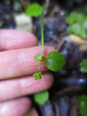Ranunculus membranifolius