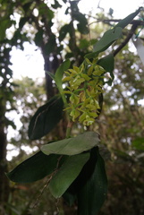 Epidendrum incomptum