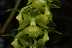 Epidendrum incomptum