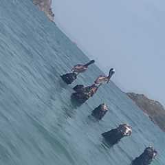 Pelecanus occidentalis