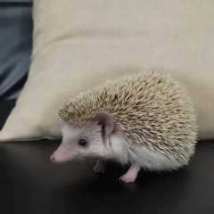 Atelerix