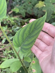Actinidia latifolia
