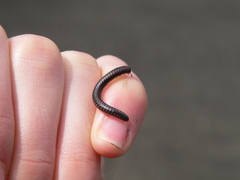 Spirobolellus antipodarus