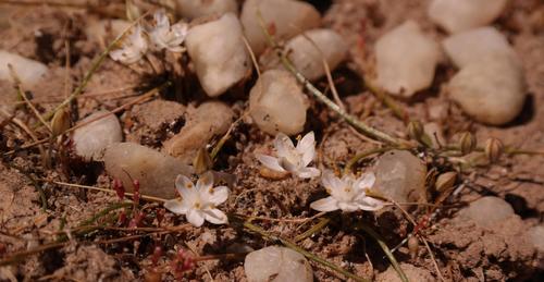 Chincherinchette (Ornithogalum nanodes)