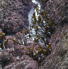 Laminaria setchellii