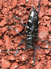 Anoplophora glabripennis