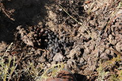Raphicerus melanotis
