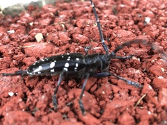 Anoplophora glabripennis