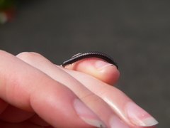 Spirobolellus antipodarus