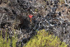 Tritoniopsis triticea