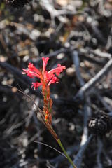 Tritoniopsis triticea