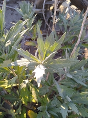 Artemisia tilesii