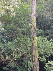 Halleria lucida