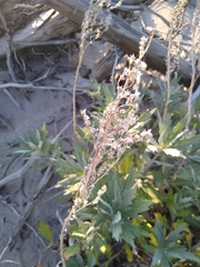 Artemisia tilesii