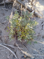 Artemisia tilesii