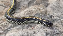 Homoroselaps lacteus