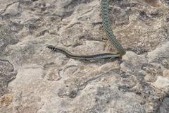 Homoroselaps lacteus