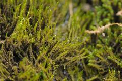 Drepanocladus