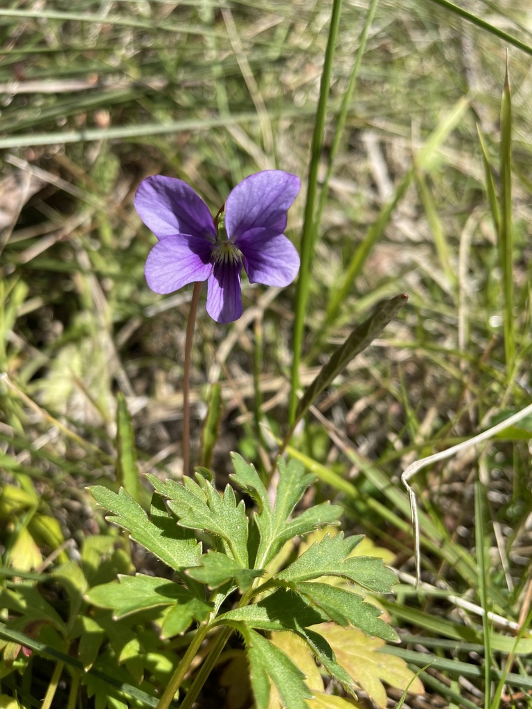 Mountain Violet from Main Range National Park, Moogerah, QLD, AU on ...