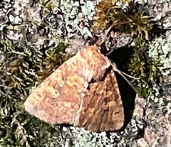 Perigea xanthioides