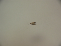 Marasmia cochrusalis