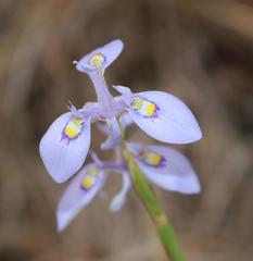 Moraea stricta