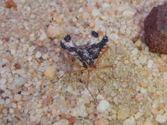 Pephricus