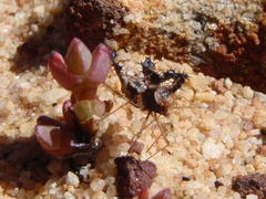 Pephricus
