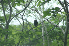 Glaucidium brasilianum