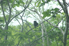Glaucidium brasilianum