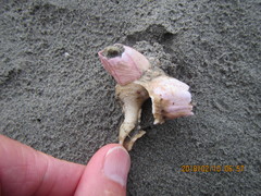 Notomegabalanus decorus