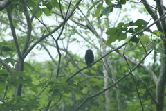 Glaucidium brasilianum