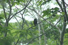Glaucidium brasilianum