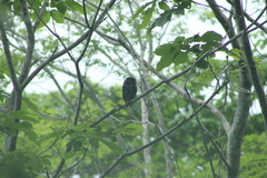 Glaucidium brasilianum